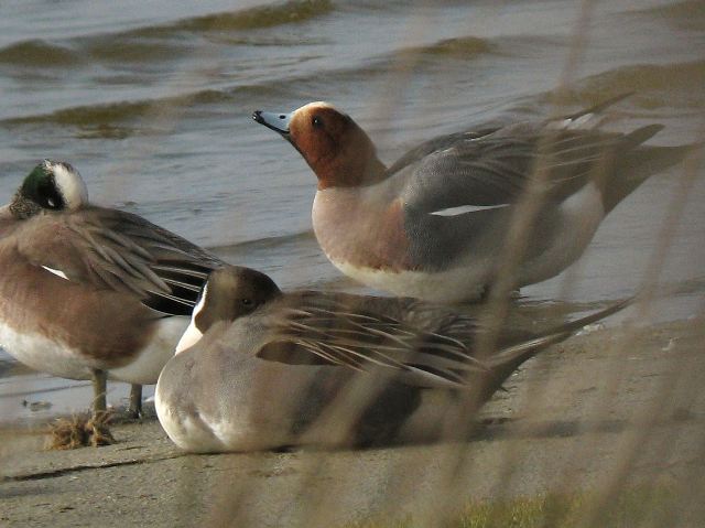 Eurasian Wigeon